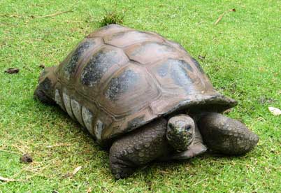 galapagos_turtle